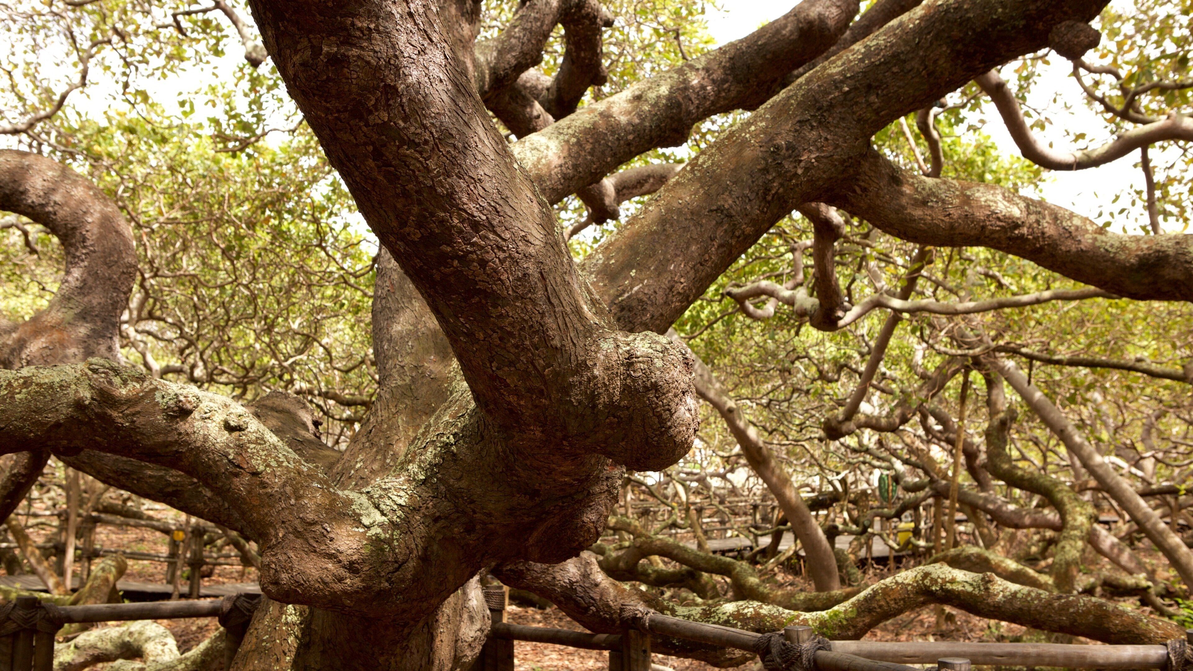 Pirangi kastanjetre som inkluderer sumpskog