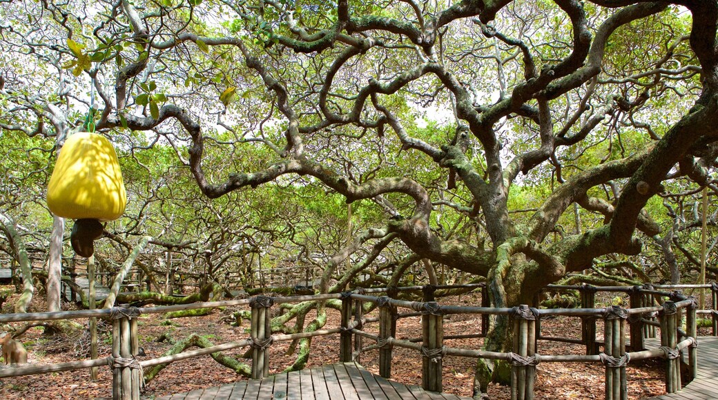 Pirangi Cashew Tree showing a garden