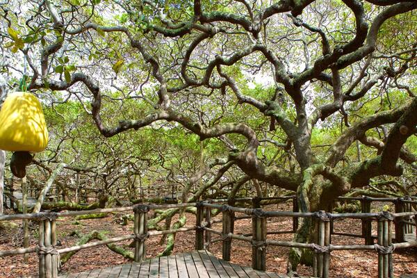 Une promenade en bois bordée d’une barrière en corde, entourée d’arbres denses et sur laquelle pend un champignon jaune accroché à une branche.