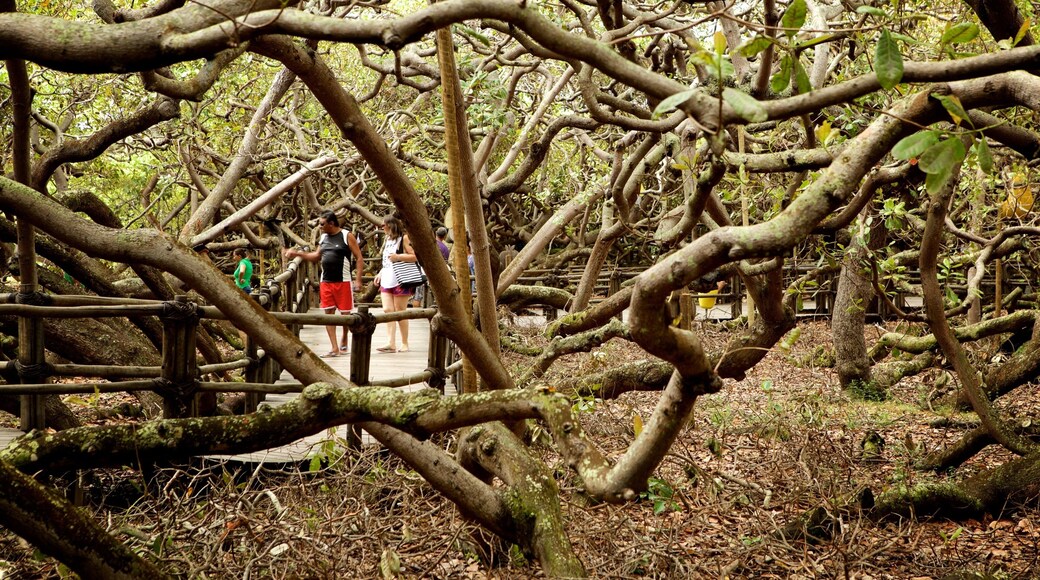 Arbre Pirangi Cashew mettant en vedette mangroves