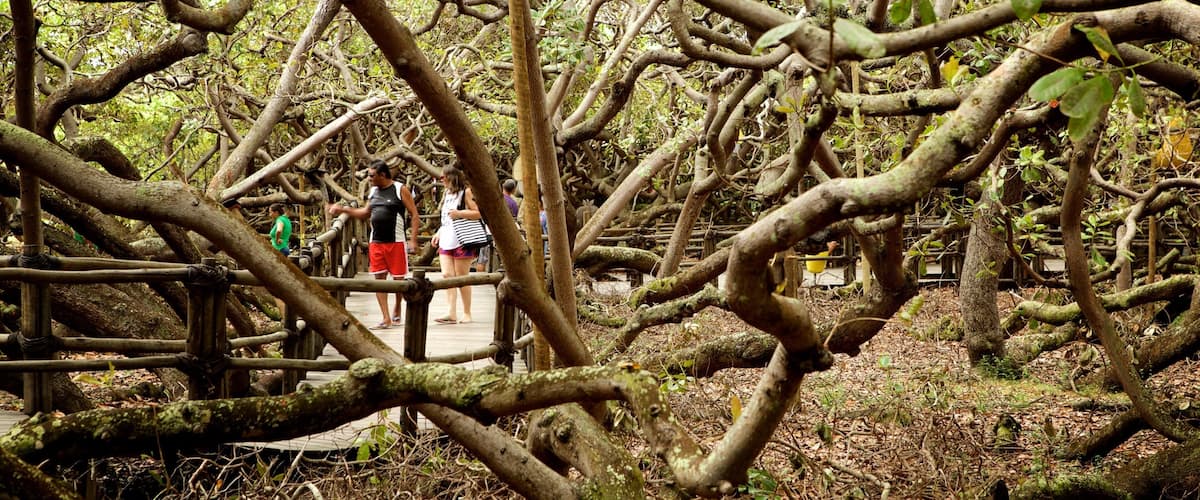 Pirangi Cashew Tree showing mangroves