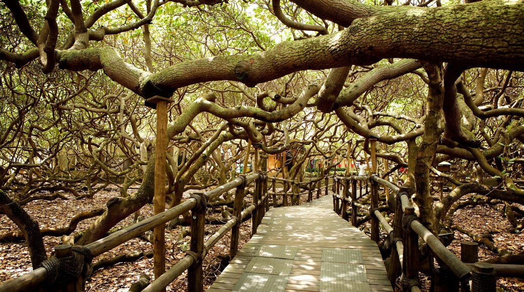 皮蘭吉腰果樹 其中包括 花園