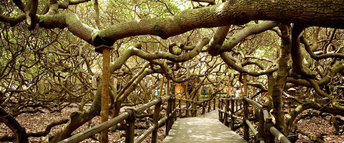 피랑지 캐슈넛 나무 을 보여주는 정원