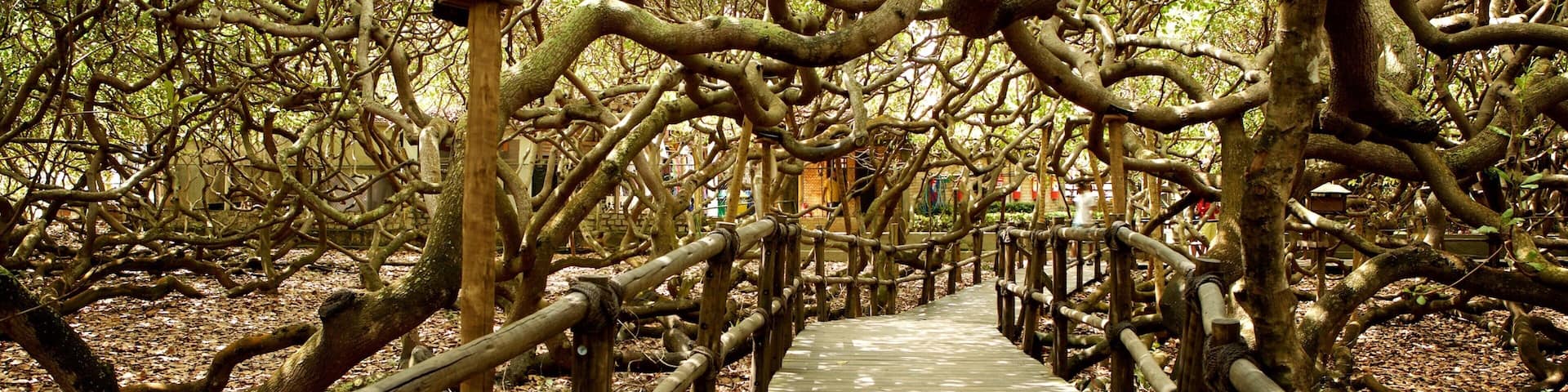 Pirangi Cashew Tree featuring a park