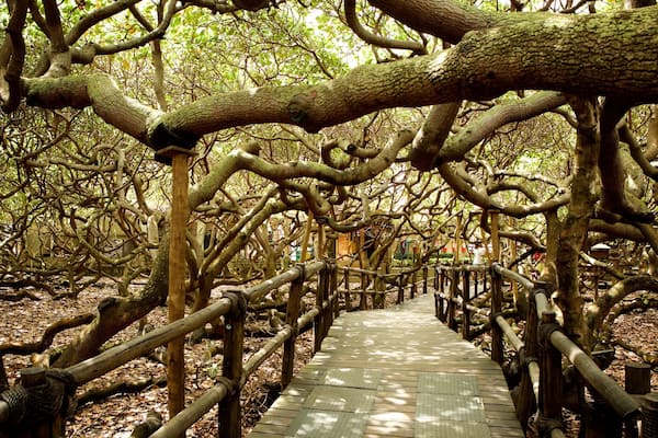 Der gröĂte Cashewbaum der Welt mit einem Park
