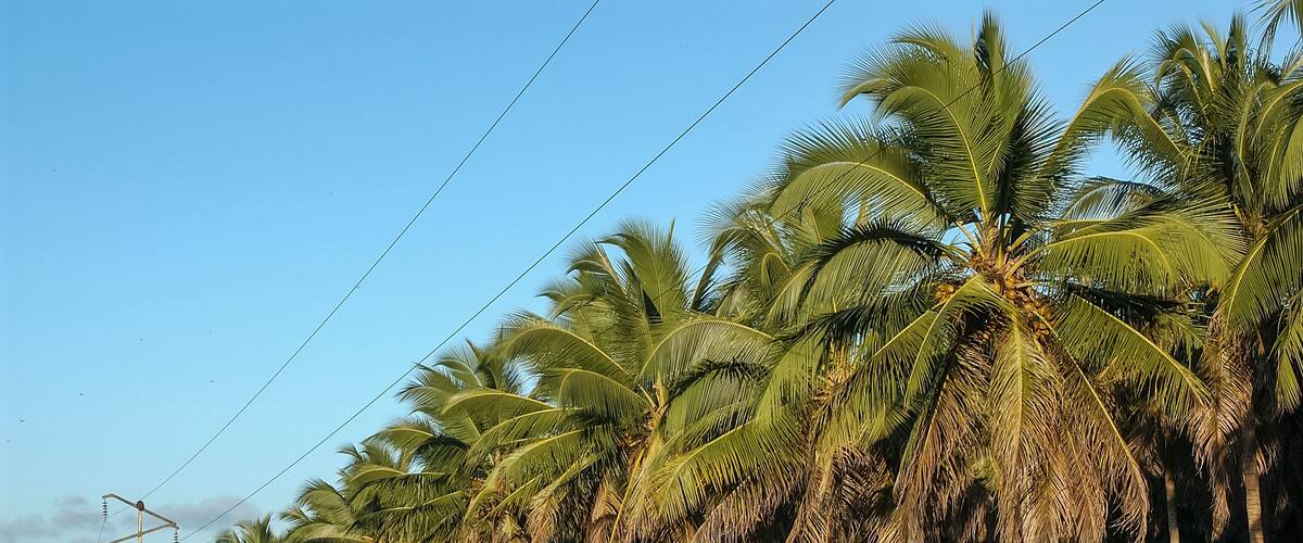 Coconut grove in Lucena, Paraiba, Brazil on August 24, 2004.