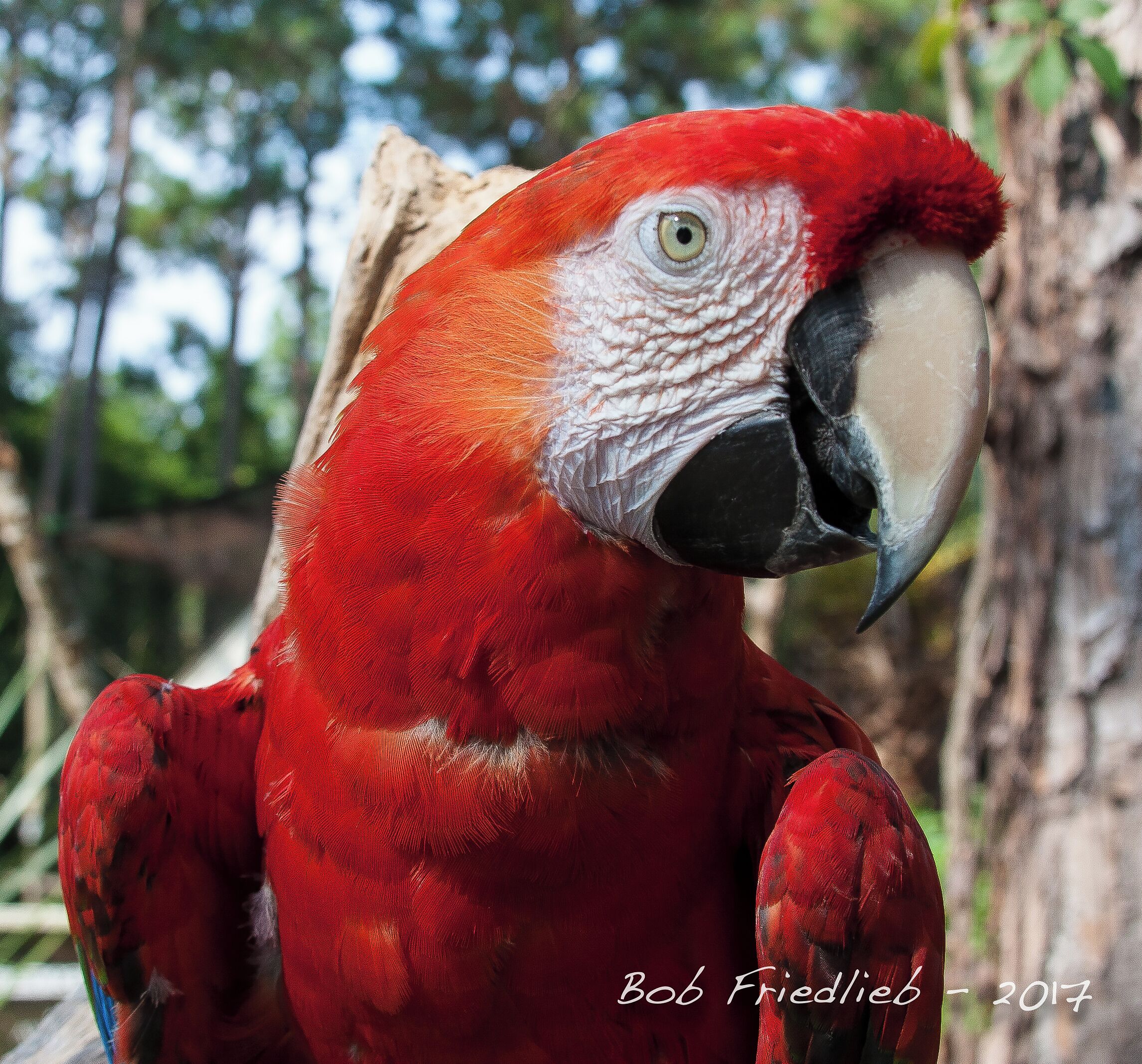 A very red bird at the zoo in Panama City Beach