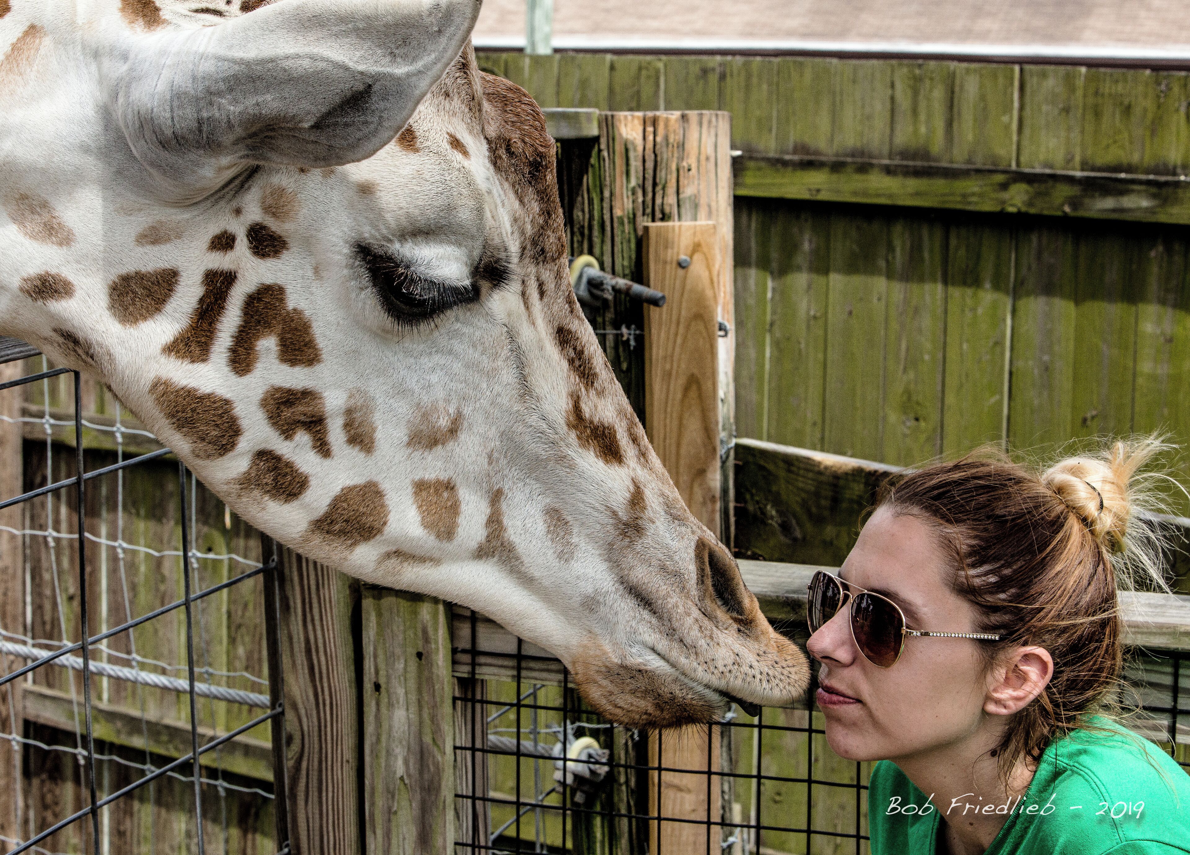 A little love from the giraffe.