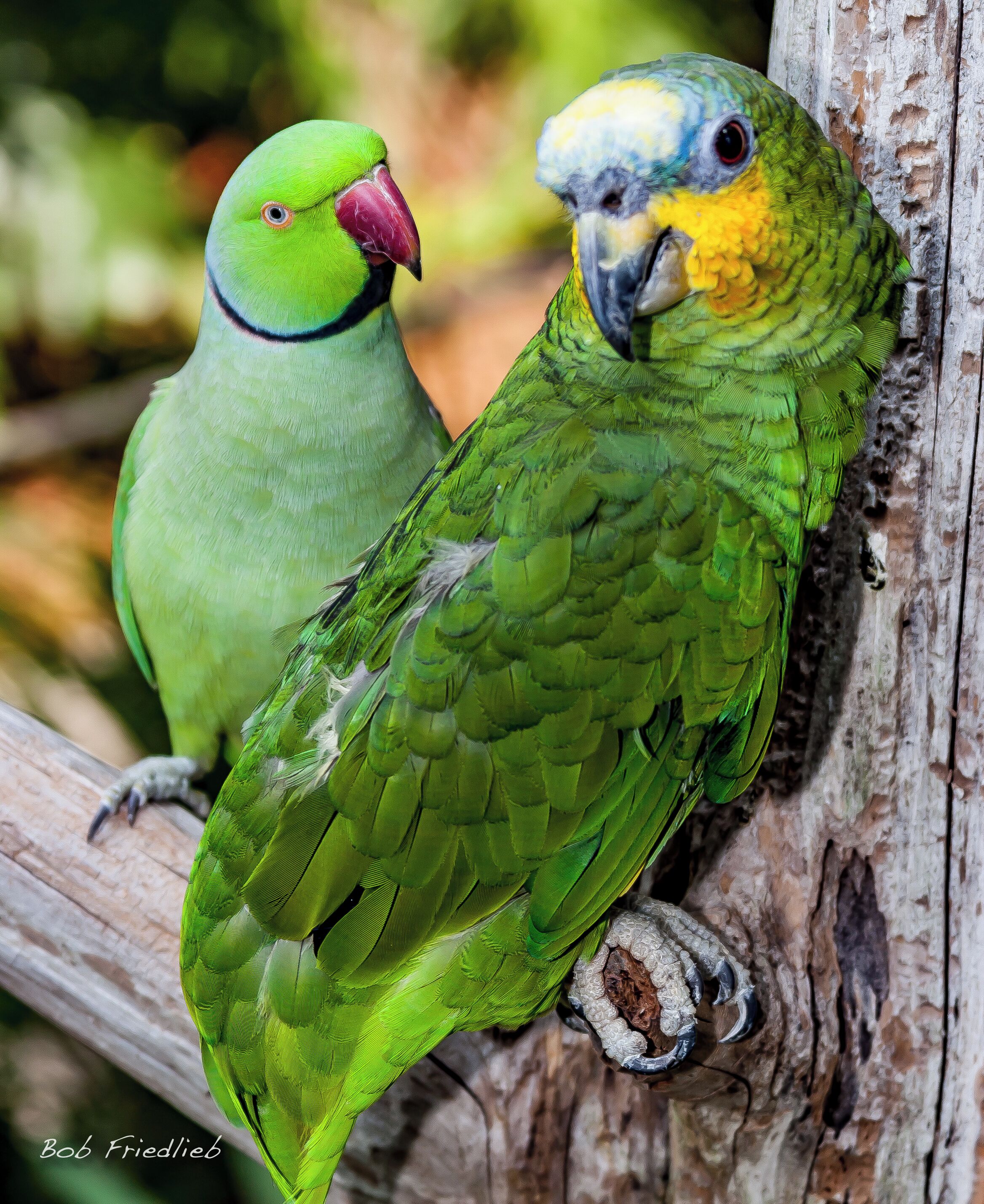 A couple of beautiful birds, One apparently admiring the other in Panama City Beach Florida.