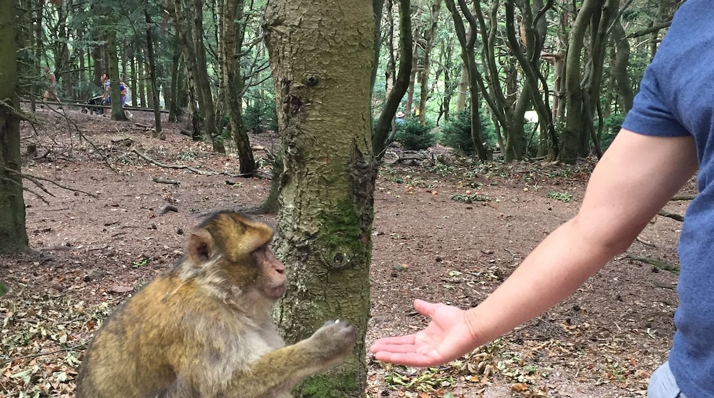 Kind little fellas fond of plain popcorn in a wild protected setting