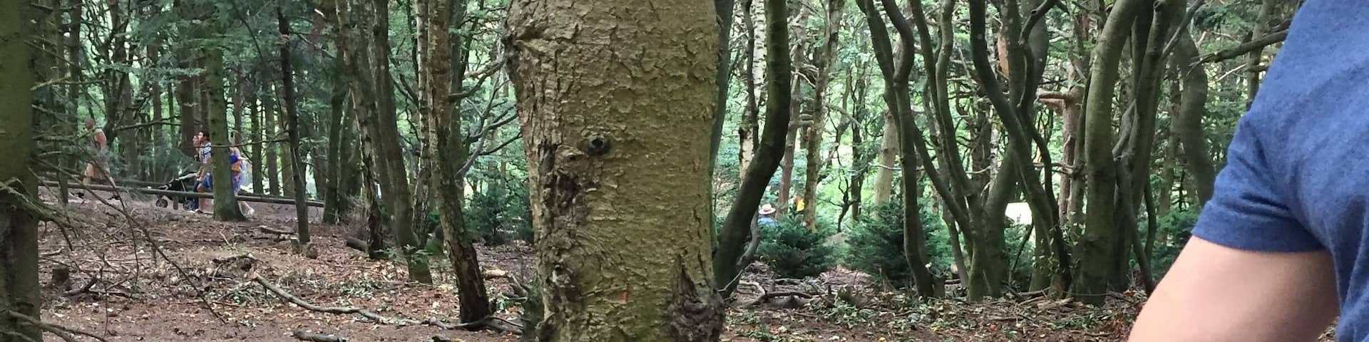A monkey sitting on a tree branch in a forest.