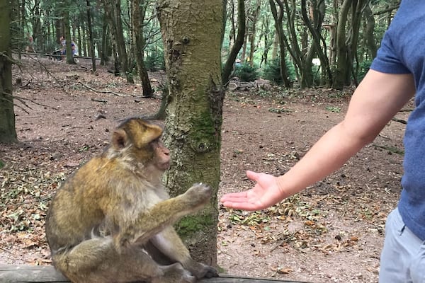 Kind little fellas fond of plain popcorn in a wild protected setting