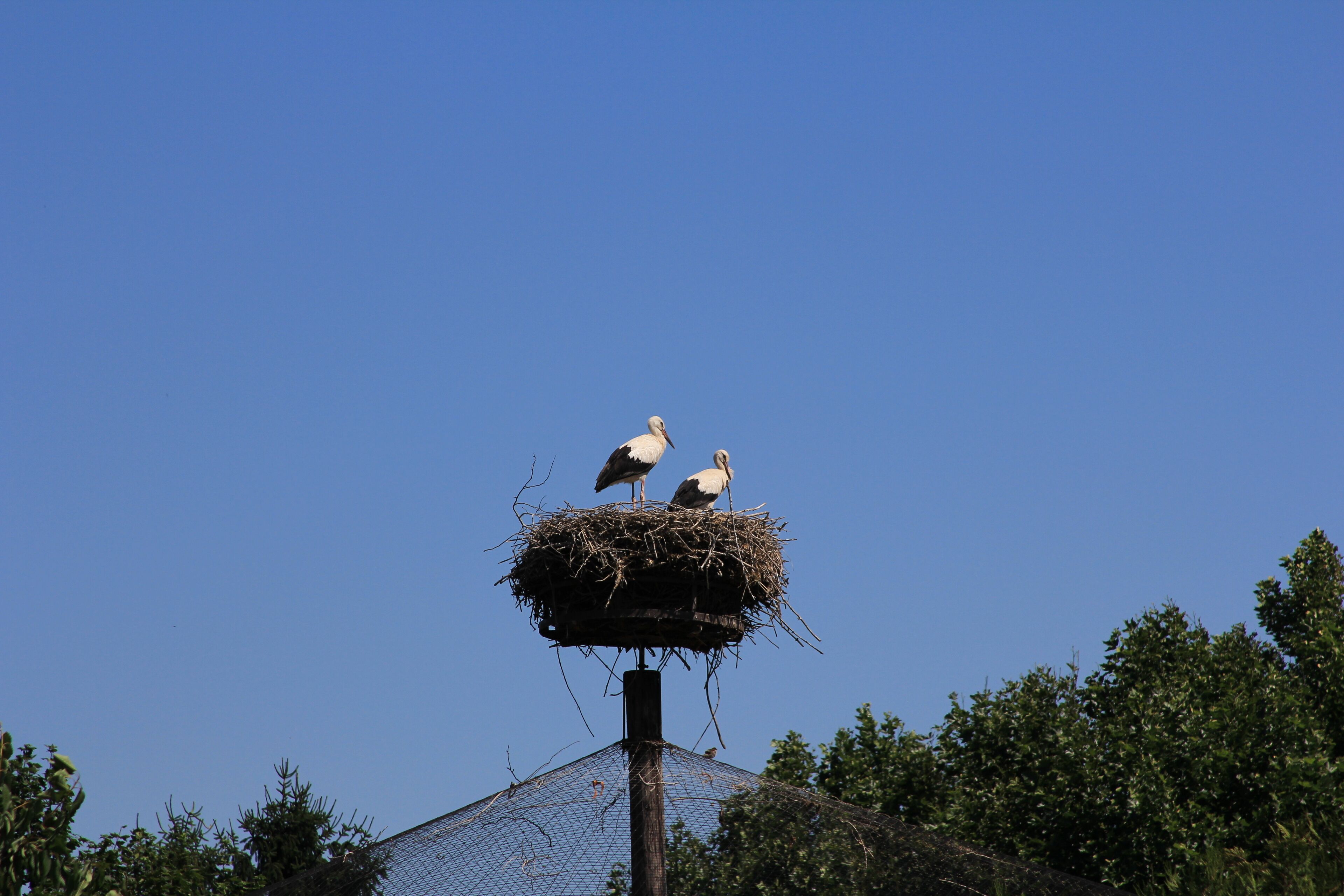 Stork at the Cigoland preservation and adventure centre, Kintzheim, Alsace, France