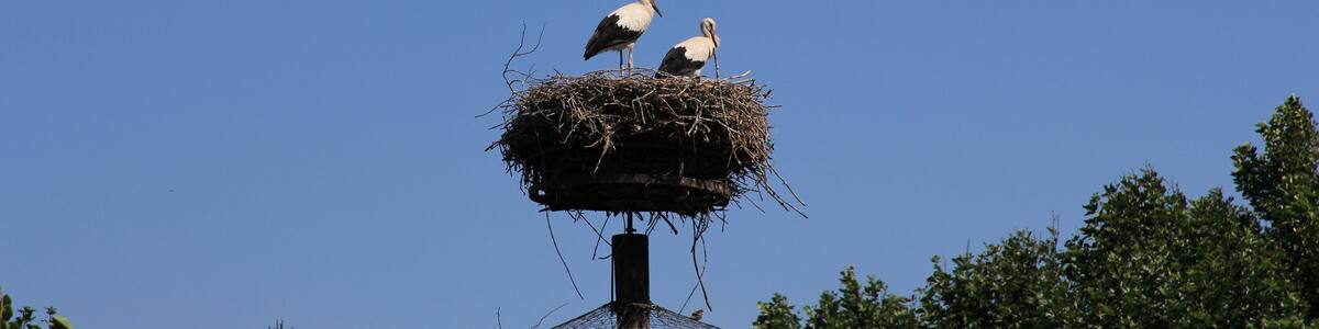 Stork at the Cigoland preservation and adventure centre, Kintzheim, Alsace, France