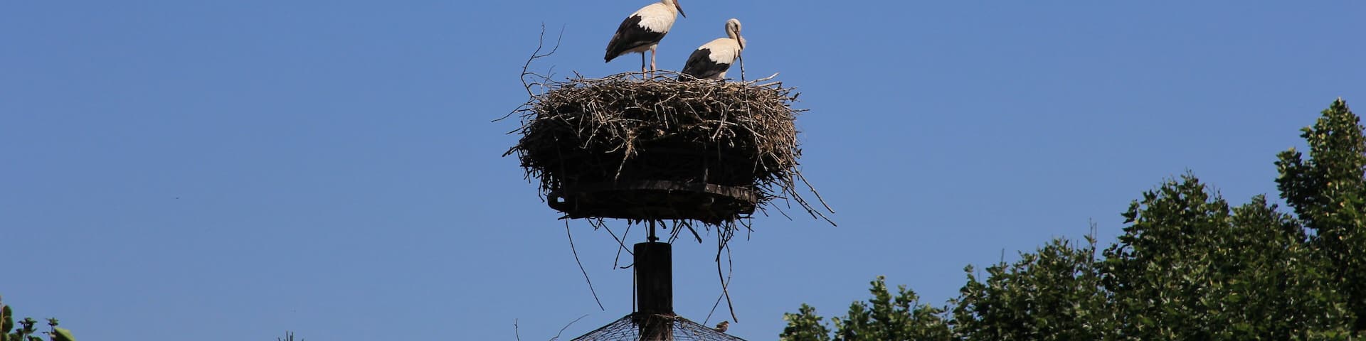 Stork at the Cigoland preservation and adventure centre, Kintzheim, Alsace, France