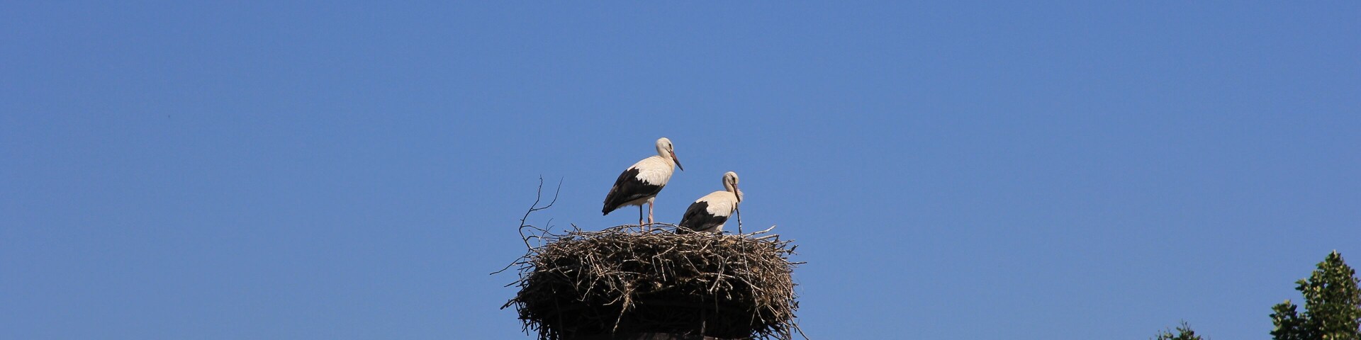 Stork at the Cigoland preservation and adventure centre, Kintzheim, Alsace, France
