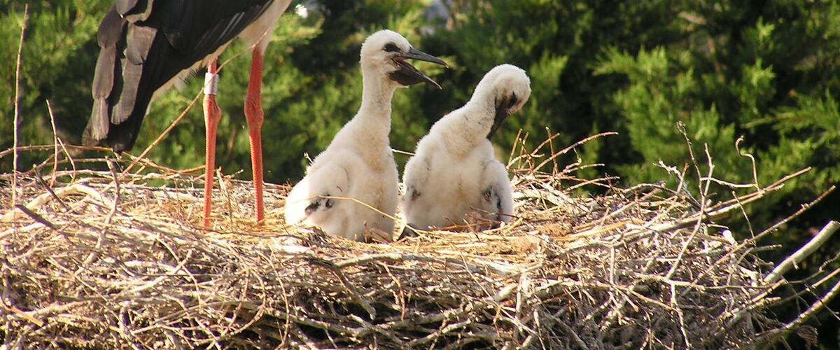 Les beaux cigogneaux !!!