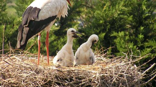 Les beaux cigogneaux !!!