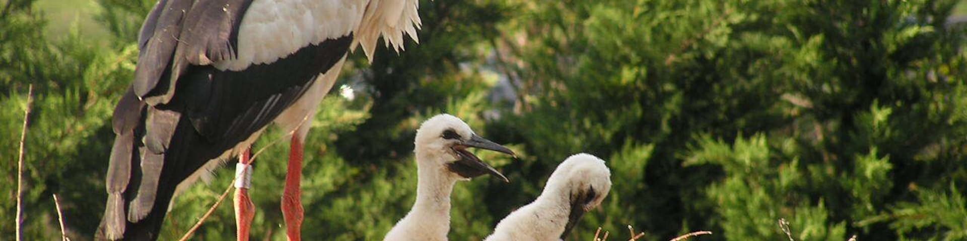 Les beaux cigogneaux !!!