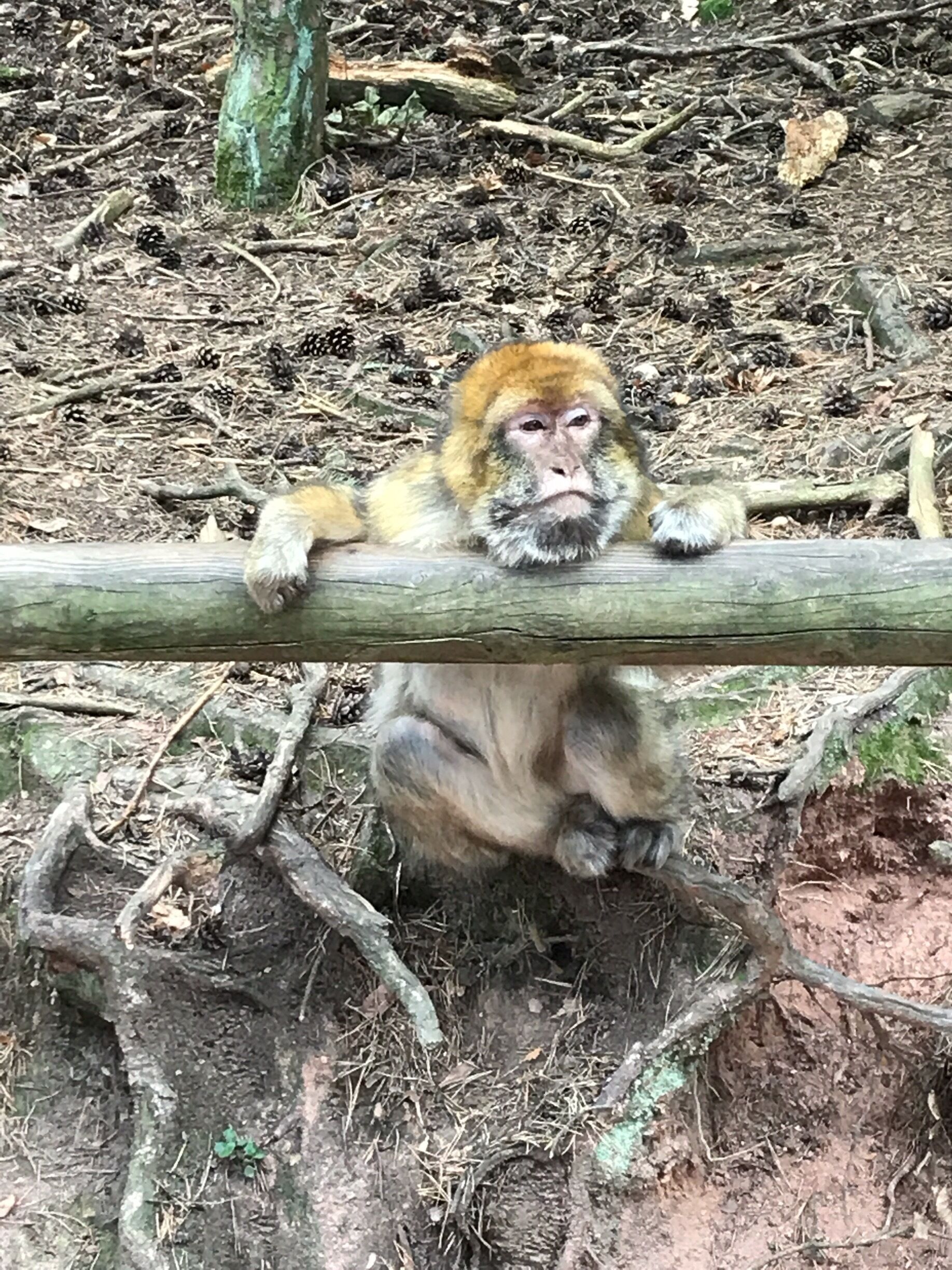 This is home to 200 Barbary Macaques that roam free about the park. A really nice refuge and a good stop if you're on your way to Colmar. 