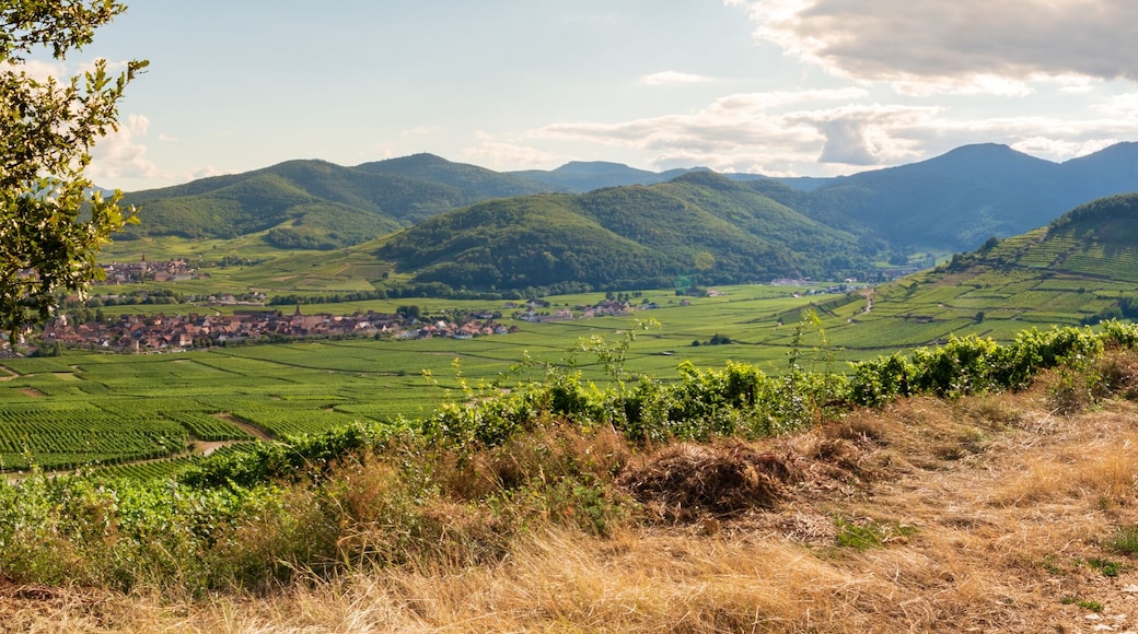 Sentier viticole au-dessus de Sigolsheim, Kaysersberg vignoble, Kintzheim et Ammerschwihr, Alsace, France