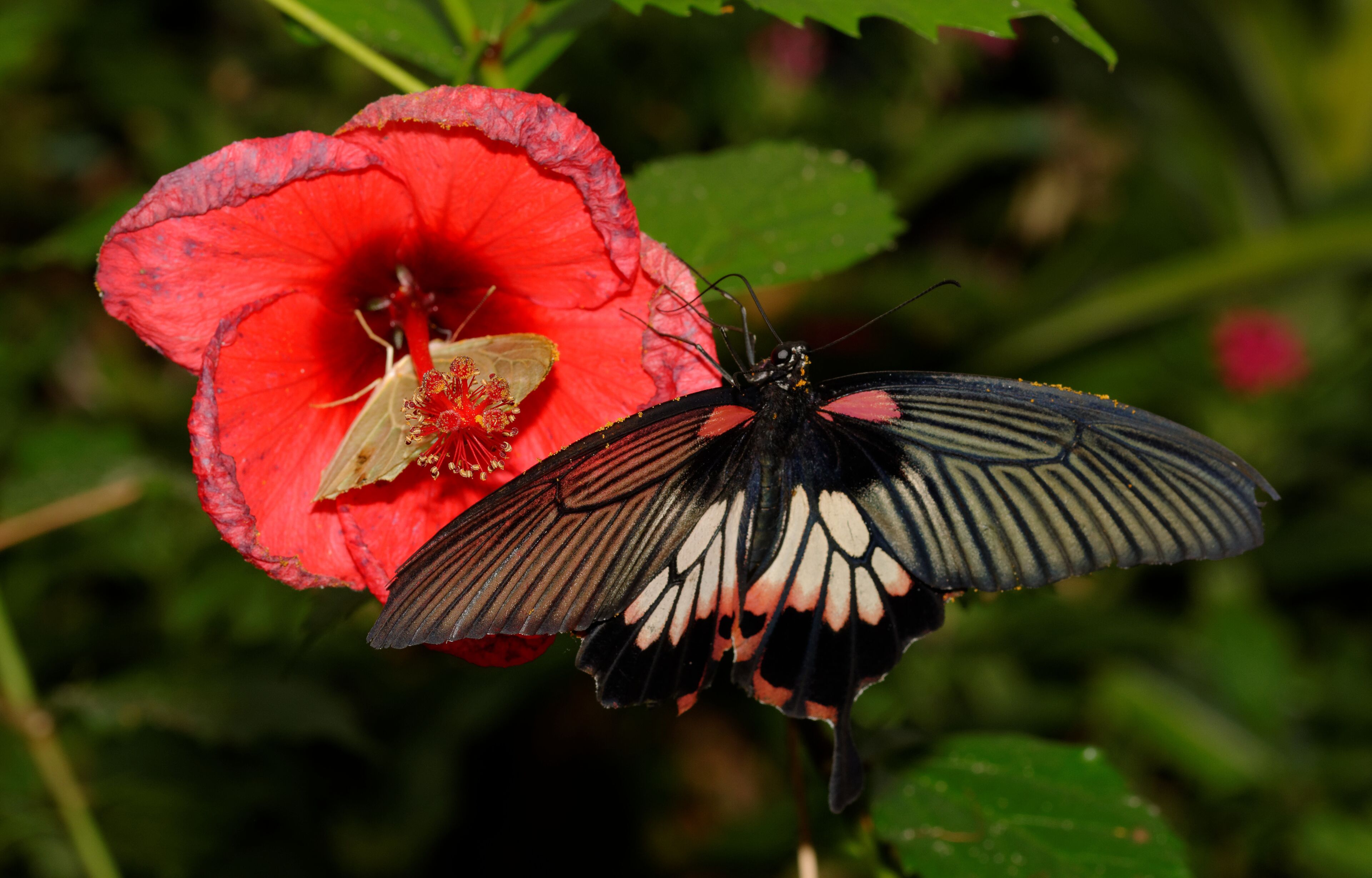 This file was uploaded with Commonist. Lépidoptère vu au Jardin des papillons, à Hunawihr (France).