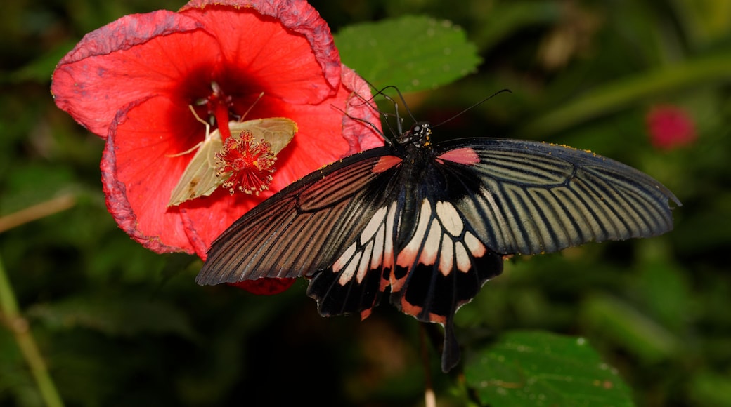 This file was uploaded with Commonist. Lépidoptère vu au Jardin des papillons, à Hunawihr (France).