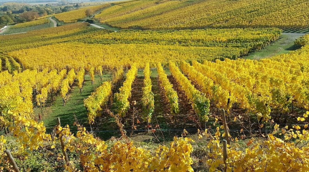 Les vignes en automne, routes des vins, Alsace.