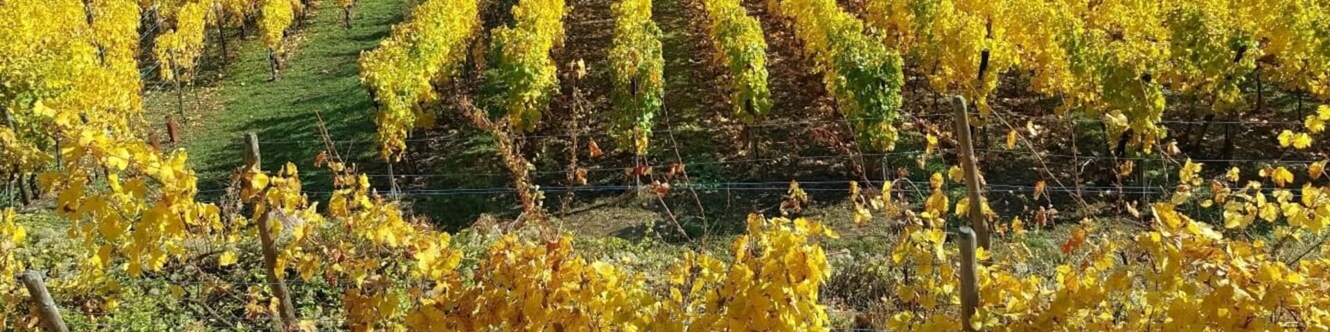 Les vignes en automne, routes des vins, Alsace.