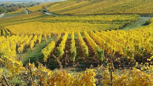 Les vignes en automne, routes des vins, Alsace.