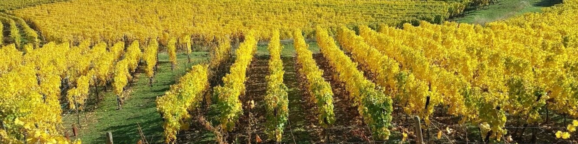 Les vignes en automne, routes des vins, Alsace.