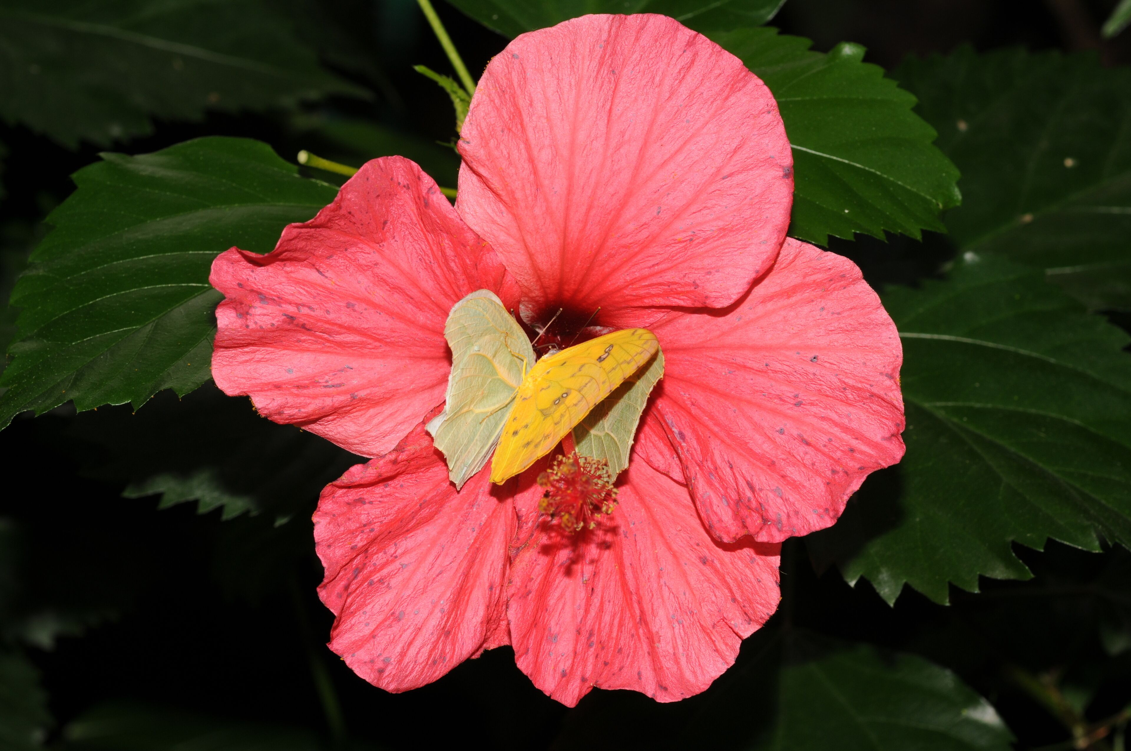 This file was uploaded with Commonist. Lépidoptères butinant dans une fleur. Jardin des papillons (Hunawihr).