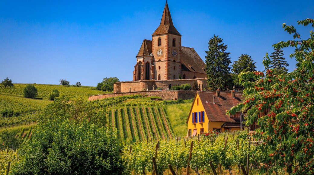 Mixed Protestant and Catholic Church of Saint Jacques le Majeur and grape vines at a vineyard, Hunawihr, a village on the Alsatian Wine Route, France