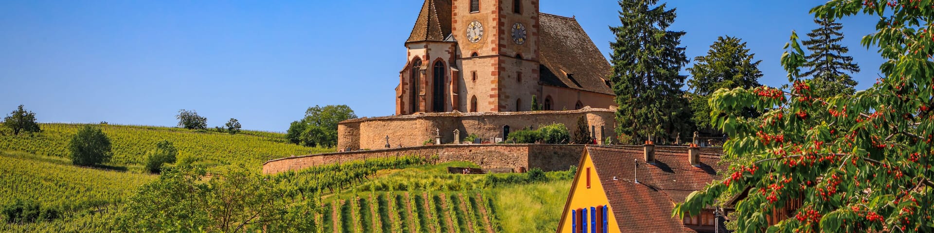 Mixed Protestant and Catholic Church of Saint Jacques le Majeur and grape vines at a vineyard, Hunawihr, a village on the Alsatian Wine Route, France