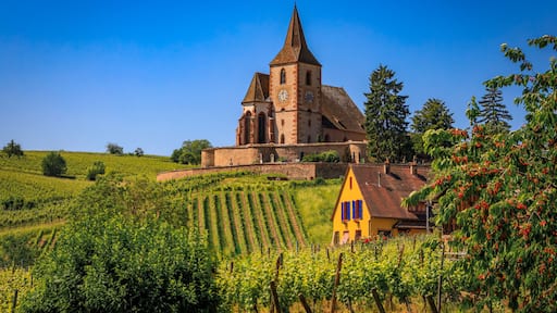 Mixed Protestant and Catholic Church of Saint Jacques le Majeur and grape vines at a vineyard, Hunawihr, a village on the Alsatian Wine Route, France
