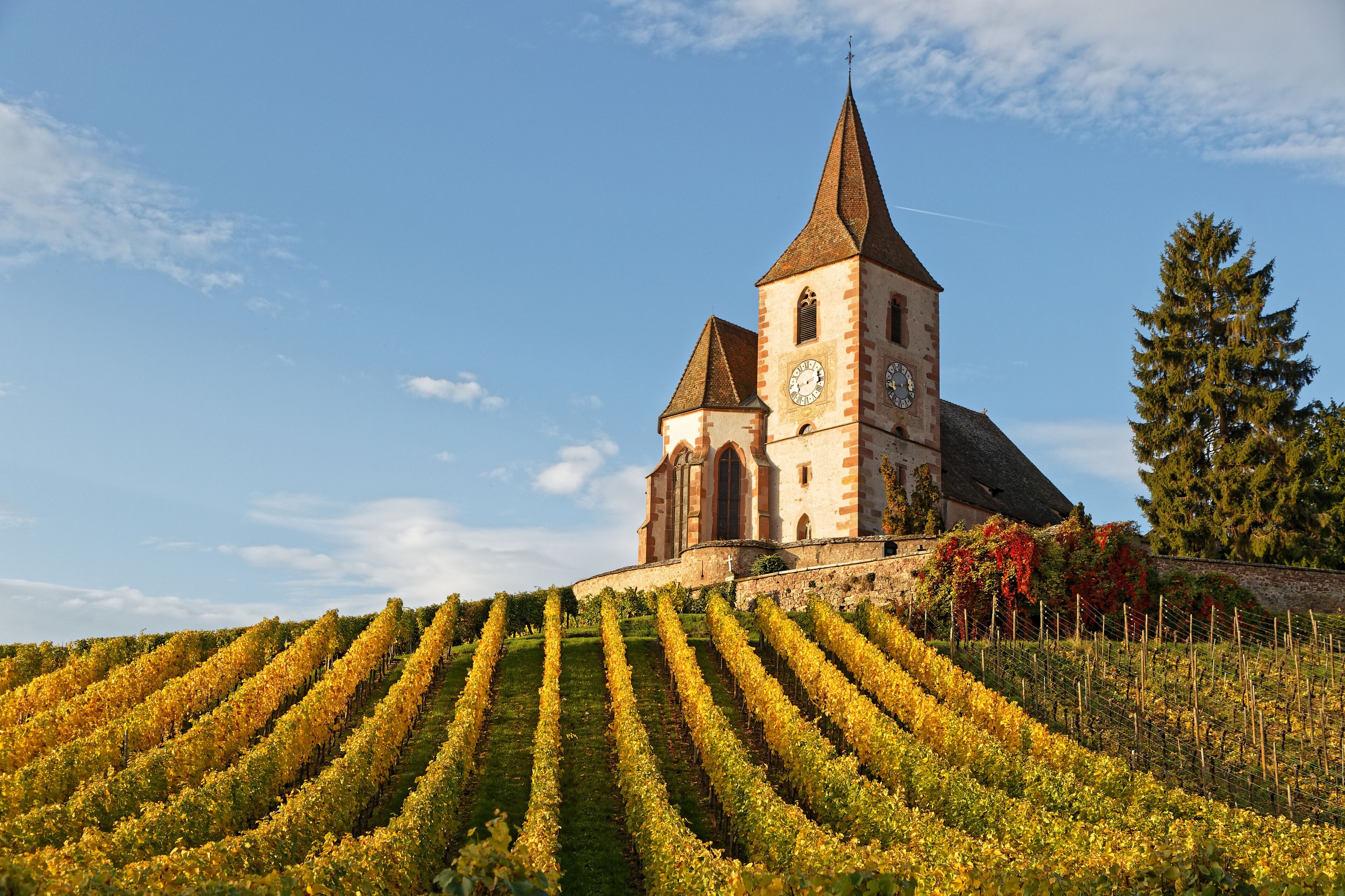 Fortified church of the Alsatian village of Hunawihr, surrounded by vineyards, with beautiful yellow autumn colours