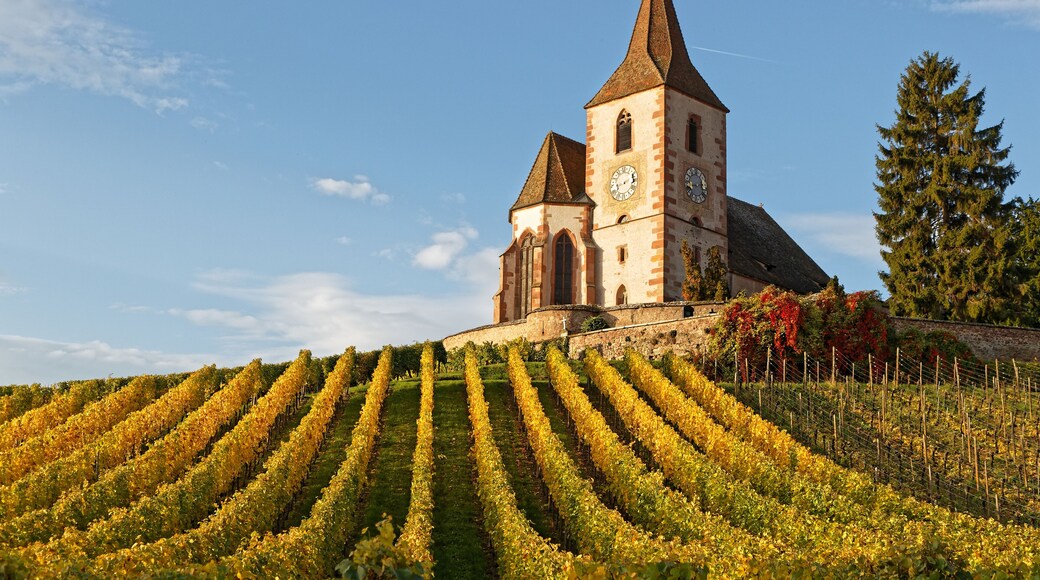 Fortified church of the Alsatian village of Hunawihr, surrounded by vineyards, with beautiful yellow autumn colours