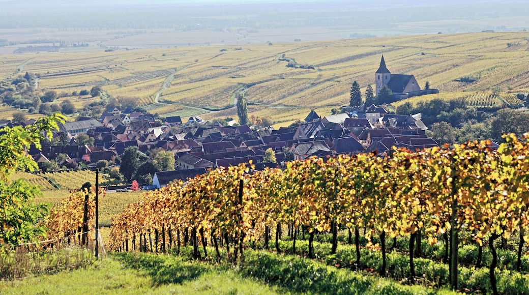 Après les vendanges