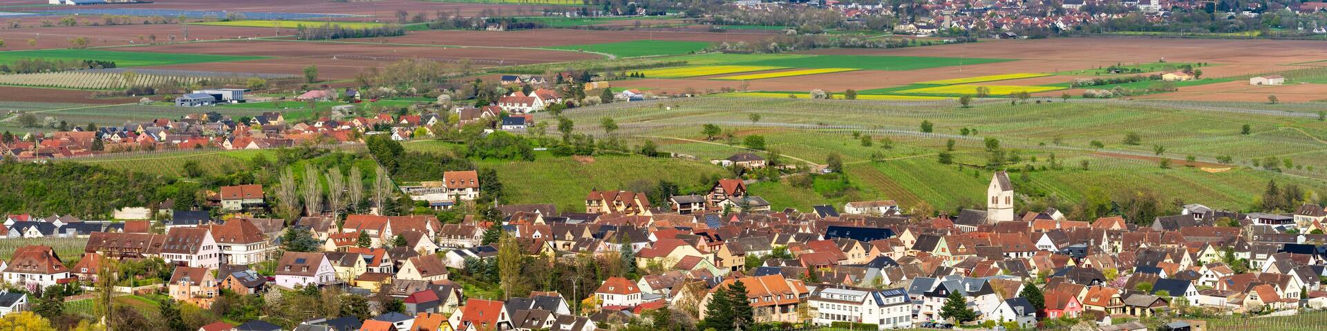 Mittelwihr : quand le vignoble alsacien s'éveille sous les pétales d'un cerisier en fleurs, CeA, Alsace, Grand Est, France