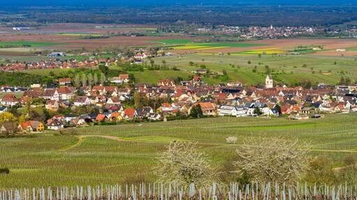 Mittelwihr : quand le vignoble alsacien s'éveille sous les pétales d'un cerisier en fleurs, CeA, Alsace, Grand Est, France