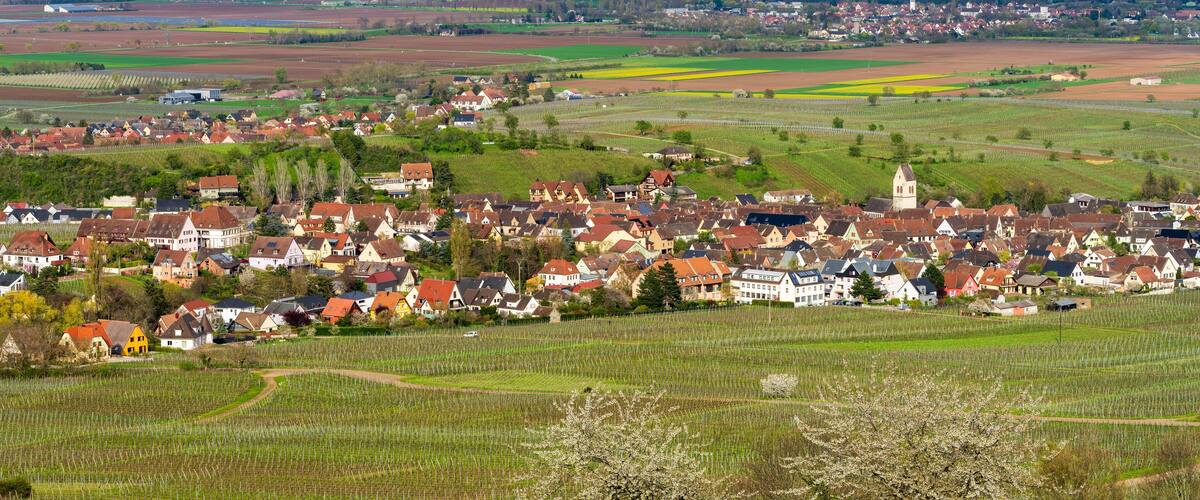 A rural town with vineyards, houses, and a church.