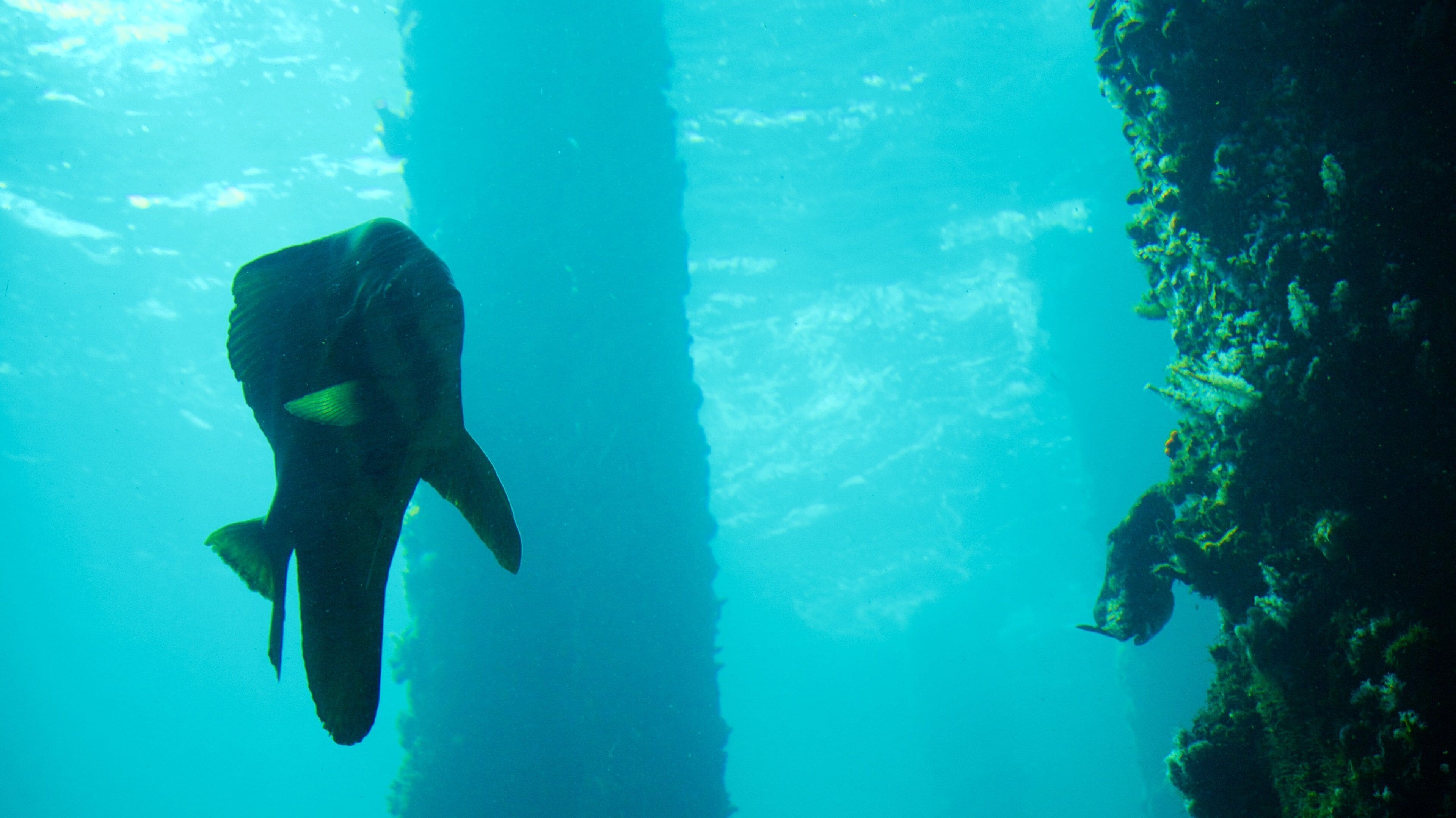 Busselton Jetty Underwater Observatory which includes marine life