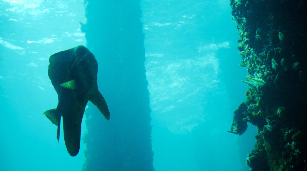 Busselton Jetty Underwater Observatory which includes marine life