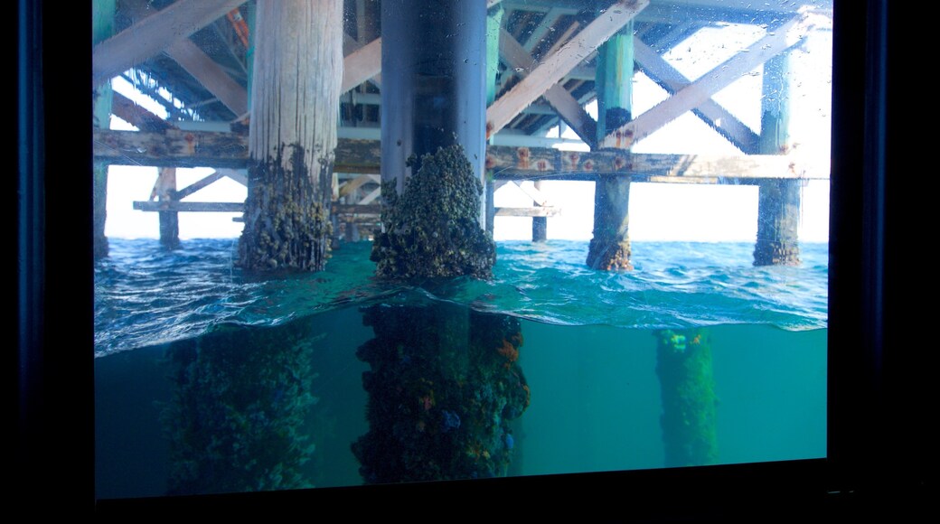Busselton Jetty Underwater Observatory toont algemene kustgezichten