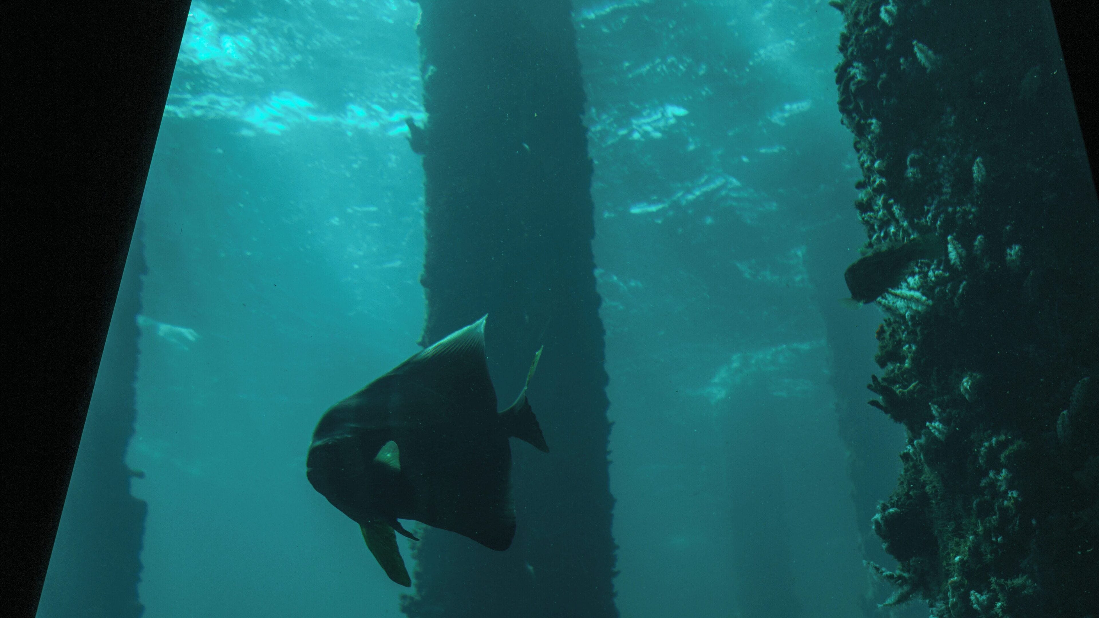 Underwater exploration at Busselton Jetty Observatory showcases marine life beneath the surface in Western Australia