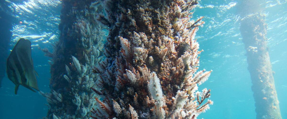 Observatoire sous-marin de Busselton Jetty montrant vie marine