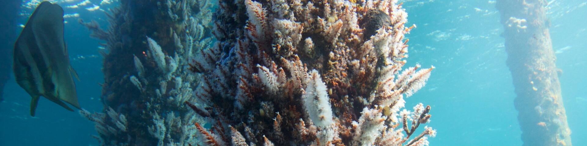 Busselton Jetty Underwater Observatory das einen Meeresbewohner