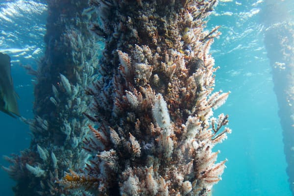 Busselton Jetty Underwater Observatory das einen Meeresbewohner
