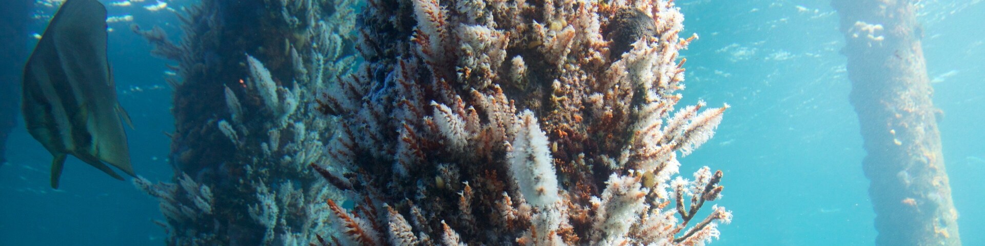 Busselton Jetty Underwater Observatory das einen Meeresbewohner