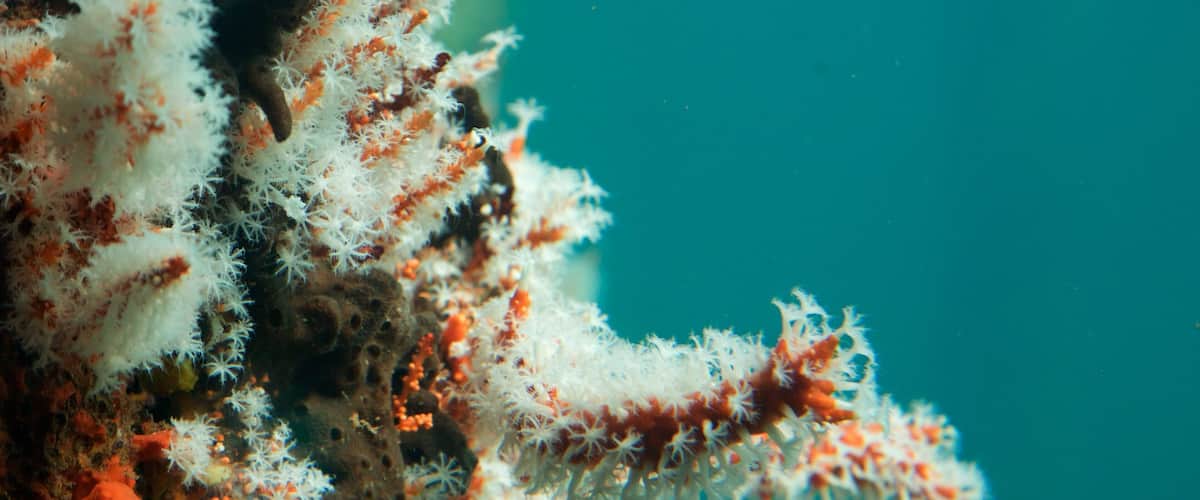Busselton Jetty Underwater Observatory johon kuuluu merielämä